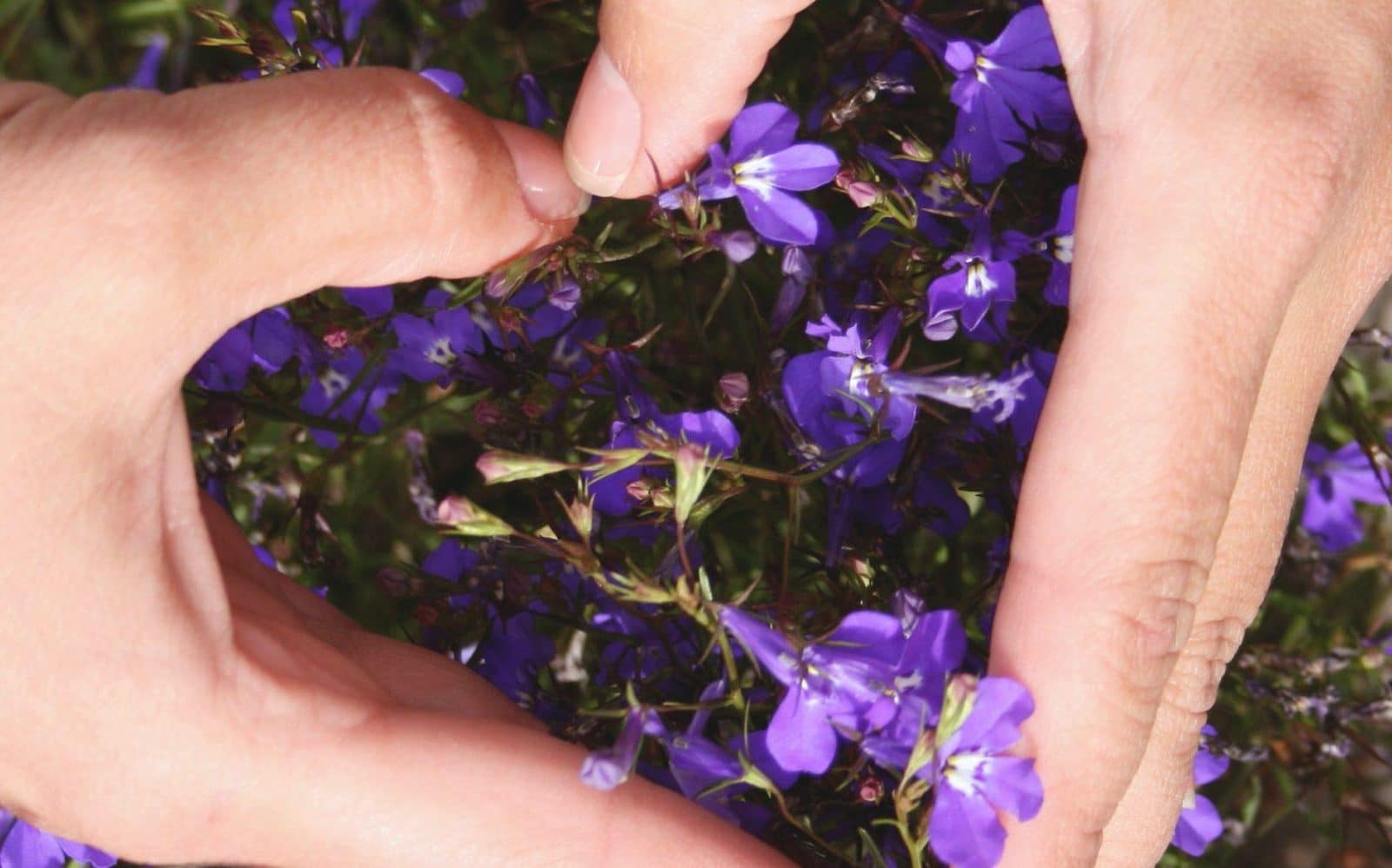 autocompassion gratitude